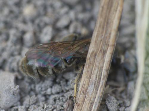 Halictinae